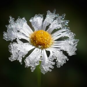 Frozen daisy symbolizing resilience after a storm